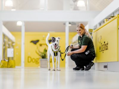 The sales dogs trust